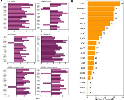 Pan-cancer analysis identifies DDX56 as a prognostic biomarker associated with immune infiltration and drug sensitivity